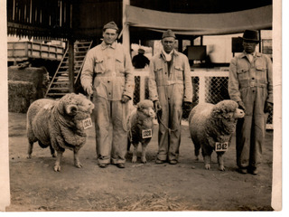 Exposición de ovejas en Santiago