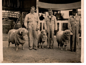 Exposición de ovejas en Santiago