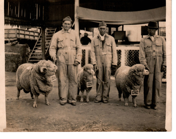 Exposición de ovejas en Santiago