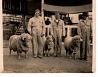 Exposición de ovejas en Santiago Exposición de ovejas en Santiago