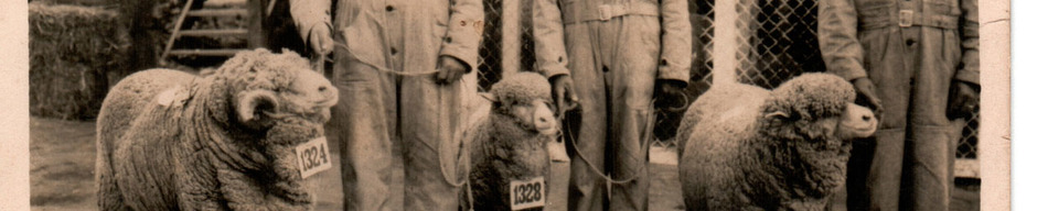 Exposición de ovejas en Santiago