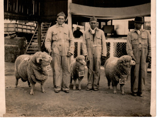 Exposición de ovejas en Santiago Exposición de ovejas en Santiago