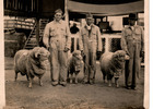 Exposición de ovejas en Santiago Exposición de ovejas en Santiago