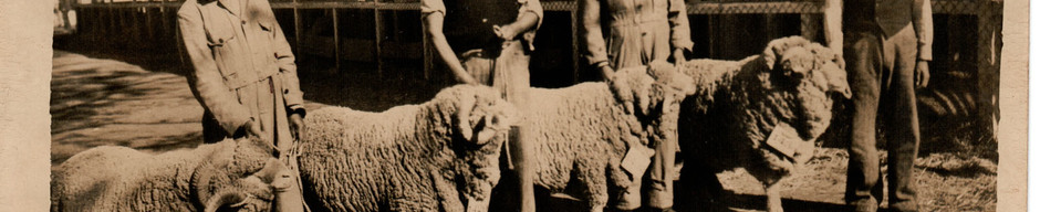 Ganado llevado a la exposición Ganado llevado a la exposición