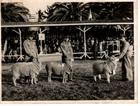 Presentación de ovejas en Santiago