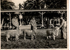 Presentación de ovejas en Santiago
