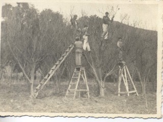 Podando ciruelos