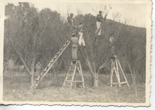 Podando ciruelos