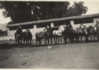 Caballos para la trilla