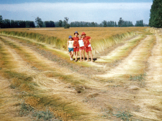 Niños en la cosecha