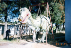 Comparsa - Dinosaurio Comparsa - Dinosaurio