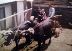 Familia Huichicoy Chicuy Familia Huichicoy Chicuy