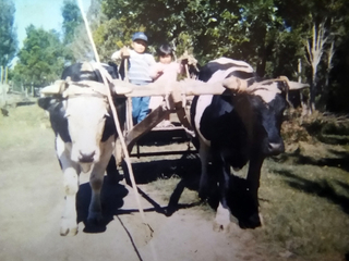 Yunta de bueyes Yunta de bueyes