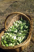 Cosecha de habas Cosecha de habas