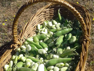 Cosecha de habas Cosecha de habas