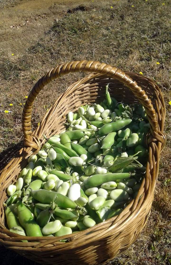 Cosecha de habas Cosecha de habas